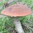 Leccinum vulpinum (koźlarz sosnowy)