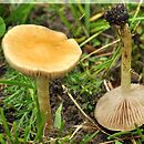 Agrocybe vervacti (polówka pustotrzonowa)