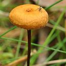 Xeromphalina cauticinalis var. subfellea