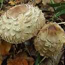 Chlorophyllum olivieri (czubajnik ponury)