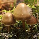 Mycena strobilicola (grzybówka wiosenna)