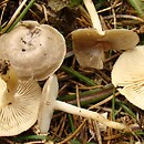 Rhizocybe pruinosa (lejkówka oszroniona)