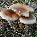 Pholiota mixta (łuskwiak podlaski)