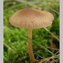 Conocybe macrocephala (stożkówka wielkogłowa)