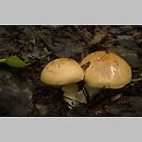 Cortinarius populinus