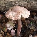 Lepiota fuscovinacea (czubajeczka winna)