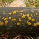 Dacrymyces ovisporus (łzawnik jajowatozarodnikowy)