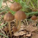 Psathyrella panaeoloides (kruchaweczka kołpaczkowata)