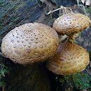 Pholiota squarrosoides (łuskwiak rdzawołuskowy)