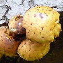 Pholiota limonella