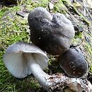 Pluteus pouzarianus (drobnołuszczak sarni)