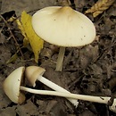 Conocybe apala (stożkówka delikatna)