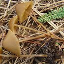 Conocybe anthracophila (stożkówka węglolubna)