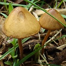 Conocybe juniana var. sordescens