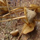 Conocybe bisporigera