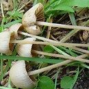 Conocybe siliginea (stożkówka białoochrowa)