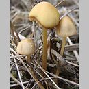 Conocybe subpallida (stożkówka bladawa)