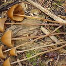 Conocybe subpubescens (stożkówka drobnoowłosiona)