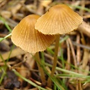 Conocybe aurea (stożkówka złota)