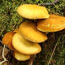 Pholiota pinicola