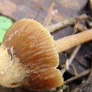 Galerina ampullaceocystis (hełmówka torfowcolubna)