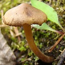 Inocybe leiocephala