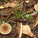 Lepiota cortinarius