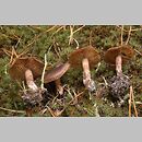 Cortinarius heterosporus