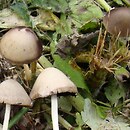 Coprinopsis marcescibilis (czernidłak dzwonkowaty)