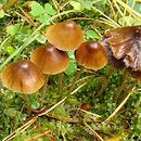 Psilocybe medullosa