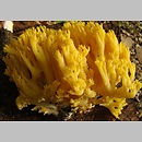 Ramaria flavobrunnescens