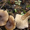 Tephrocybe atrata (kępkowiec tranowy)