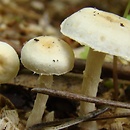 Tubaria hololeuca