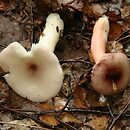 Russula gracillima (gołąbek najdelikatniejszy)