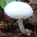 Volvariella hypopithys (pochwiak drobny)