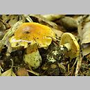 Cortinarius subgen. Myxacium sect. Vibratiles