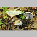 Cortinarius subgen. Phlegmacium B