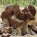 Helvella monachella