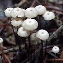 Marasmius wettsteinii (twardzioszek igłowy)