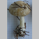 Leucoagaricus carneifolius