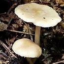 Psathyrella praecox