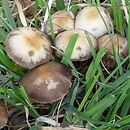 Psathyrella pseudocorrugis