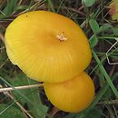 Hygrocybe ceracea (wilgotnica woskowa)