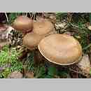 Cortinarius subgen. Telamonia sects Pholidei et Fuscoperonati