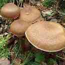 Cortinarius pholideus (zasłonak łuseczkowaty)