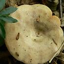 Lactarius violascens (mleczaj fiołkowy)