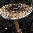 Lepiota griseovirens (czubajeczka szarozielonawa)