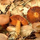 Cortinarius orellanus (zasłonak rudy)