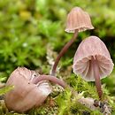 Mycena meliigena (grzybówka purpurowobrązowa)