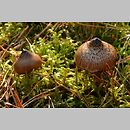 Cortinarius subgen. Telamonia_sects Brunnei et Cinnabarini et Colymbadini et Disjungendi et Uracei